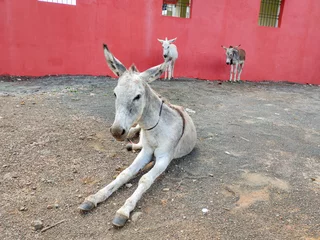 Fotobehang Funny donkey. Portrait of donkey showing legs © Sagar