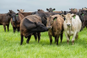 herd of Stud beef cows and bulls grazing on green grass in Australia, breeds include speckled park,...