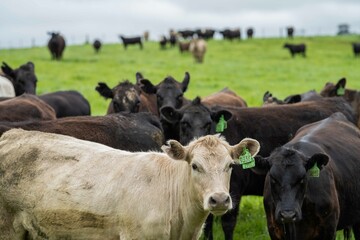 herd of Stud beef cows and bulls grazing on green grass in Australia, breeds include speckled park,...