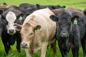 herd of Stud beef cows and bulls grazing on green grass in Australia, breeds include speckled park,...