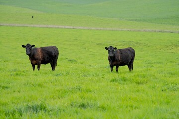 herd of Stud beef cows and bulls grazing on green grass in Australia, breeds include speckled park,...