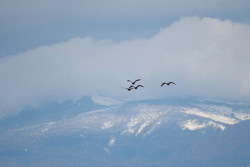 Four white-fronted geese flying with Mt. Kurikoma