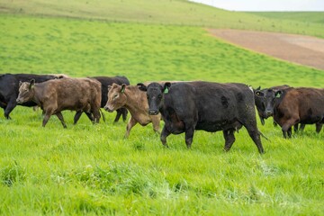 herd of Stud beef cows and bulls grazing on green grass in Australia, breeds include speckled park,...