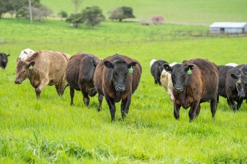 herd of Stud beef cows and bulls grazing on green grass in Australia, breeds include speckled park,...