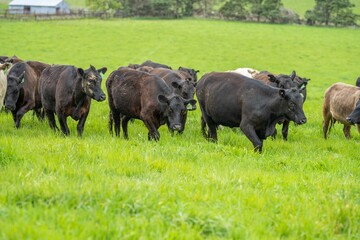 herd of Stud beef cows and bulls grazing on green grass in Australia, breeds include speckled park,...