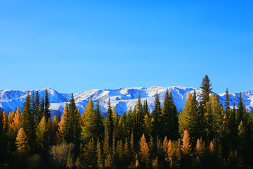 autumn taiga forest landscape, nature view fall in the mountains