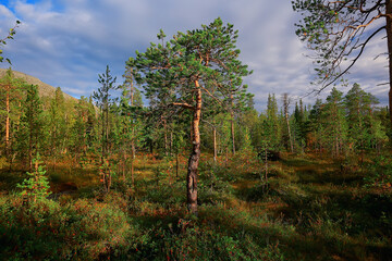 Obraz premium autumn taiga forest landscape, nature view fall in the mountains