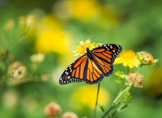 Fototapeta na wymiar Migrating Monarch butterfly (Danaus plexippus) feeding wings opened on yellow flowers in the autumn in Texas.