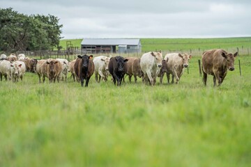 herd of Stud beef cows and bulls grazing on green grass in Australia, breeds include speckled park,...