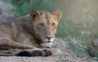 Lion potrait in forest wild