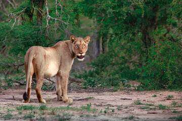 Lion potrait in forest wild