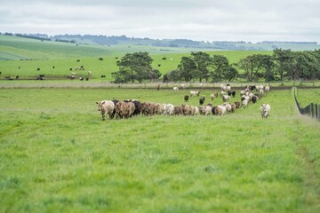 herd of Stud beef cows and bulls grazing on green grass in Australia, breeds include speckled park,...