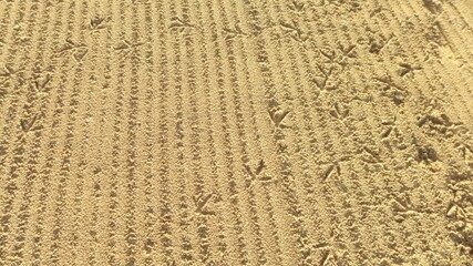 Seagull’s footprints. Hawaii
