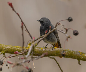 black redstart (Phoenicurus ochruros) bird male on branch