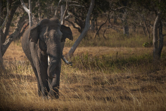 Indian Elephant From Southern India