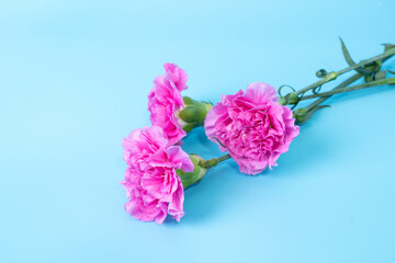 Three pink carnation flowers on a blue background.