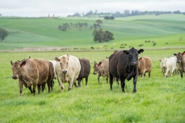 herd of Stud beef cows and bulls grazing on green grass in Australia, breeds include speckled park,...