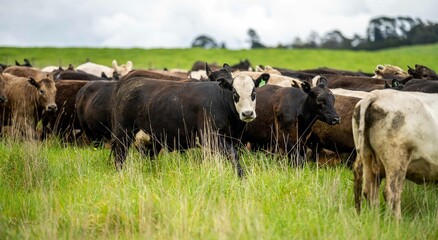 herd of Stud beef cows and bulls grazing on green grass in Australia, breeds include speckled park,...