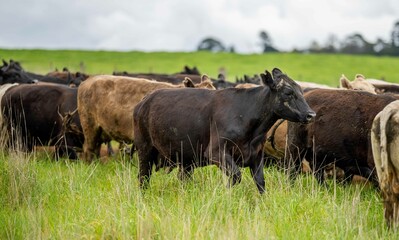 herd of Stud beef cows and bulls grazing on green grass in Australia, breeds include speckled park,...