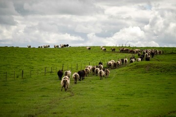 herd of Stud beef cows and bulls grazing on green grass in Australia, breeds include speckled park,...