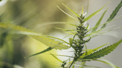 Marijuana plant with flowers. marijuana leaves, cannabis sativa leaves.