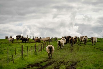 herd of Stud beef cows and bulls grazing on green grass in Australia, breeds include speckled park,...