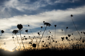 backlit flowers sunset. selective focus. blurred background. copy space. clouds in the sky.