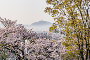 春の成田山境内から見た景色