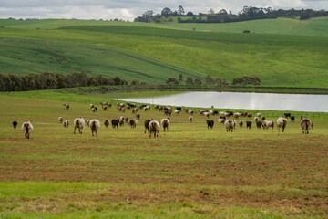 Herding and mustering Stud Angus, murray grey and Dairy cows Eating lush green grass in Australia
