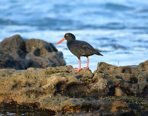 A sooty oystercatcher scanning rockpools for a meal.