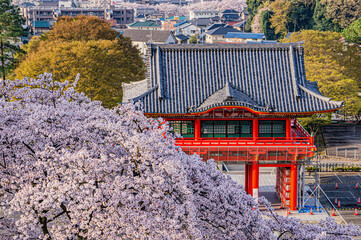 満開の桜と成田山山門