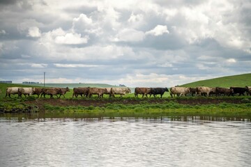 Herding and mustering Stud Angus, murray grey and Dairy cows Eating lush green grass in Australia