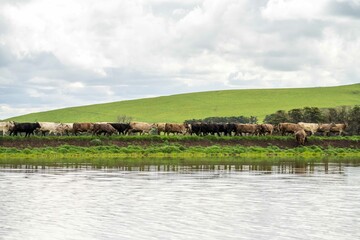 Herding and mustering Stud Angus, murray grey and Dairy cows Eating lush green grass in Australia