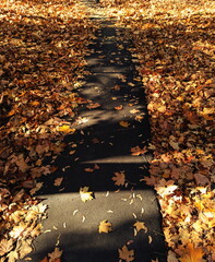 asphalt road surrounded by fallen autumn leaves 