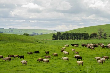 Herding and mustering Stud Angus, murray grey and Dairy cows Eating lush green grass in Australia