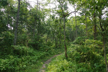 Obraz premium ネパール 世界遺産チトワン国立公園