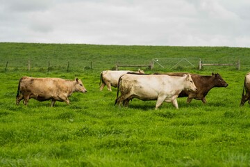 Herding and mustering Stud Angus, murray grey and Dairy cows Eating lush green grass in Australia