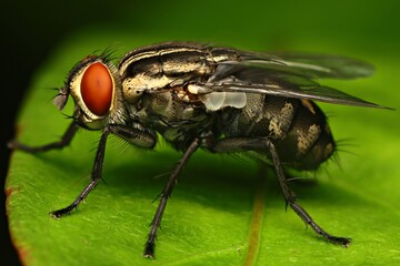 close up photo of fly from Indonesian New Guinea