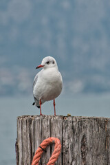 Möwenvögel (Charadriiformes) - Möwe (Larinae)