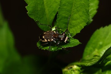Cicindela sp. Tiger Beetle from West Papua, Indonesia