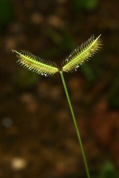 Crowfoot Grass (Dactyloctenium aegyptium) from Manokwari, West Papua, Indonesia