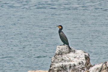 Kormorane (Phalacrocoracidae) - Kormoran (Phalacrocorax carbo)