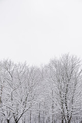 Snow covered trees in forest