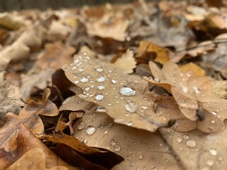 autumn oak leaves dewdrop dewdrop water sphere macro micro flora cloudy