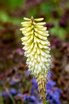 Kniphofia 'Ice Queen' a summer autumn fall flowering plant with a yellow green summertime flower commonly known as Red Hot Poker, stock photo image