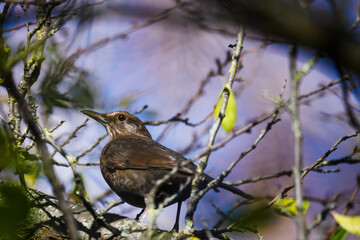 Selective focus photo. Common blackbird bird, Turdus merula.