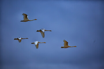 flock of swans in flight against the sky, wildlife group of birds migration