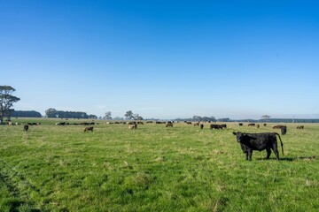 Herding and mustering Stud Angus, murray grey and Dairy cows Eating lush green grass in Australia