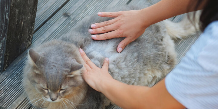 Hands of woman searching for cat fleas .Health and care about home pets.