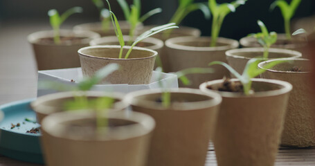 Cup of small water spinach sprout